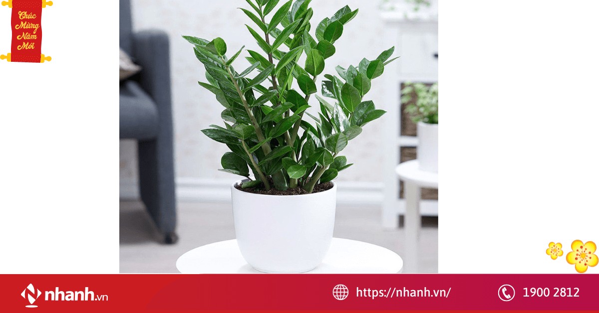 Cây kim tiền hợp với người tuổi Tý