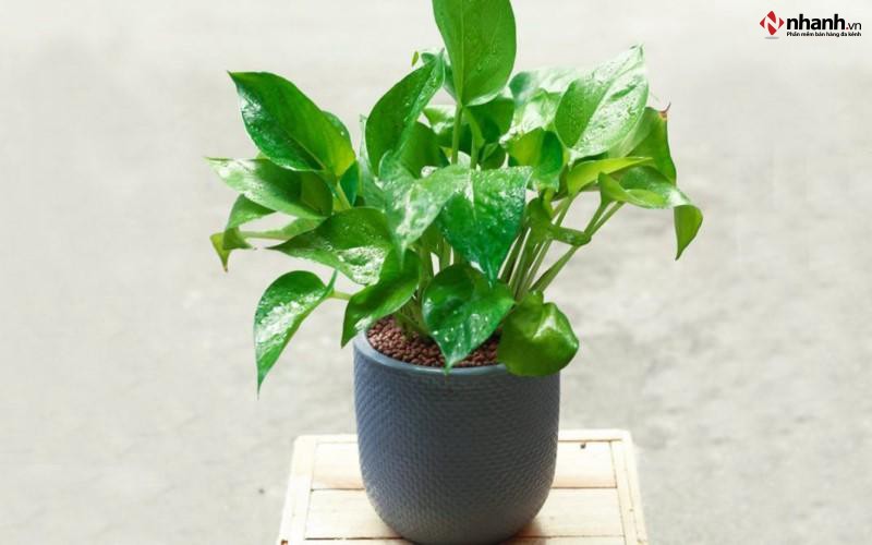 Cây Trầu Bà phong thủy phù hợp cho người tuổi Ngọ
