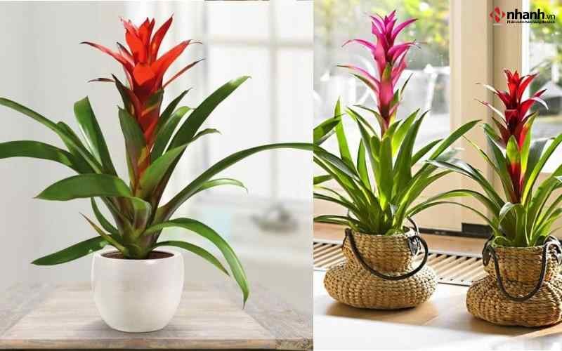 Cây Dứa Cảnh Nến Đỏ phong thủy cho người tuổi Sửu