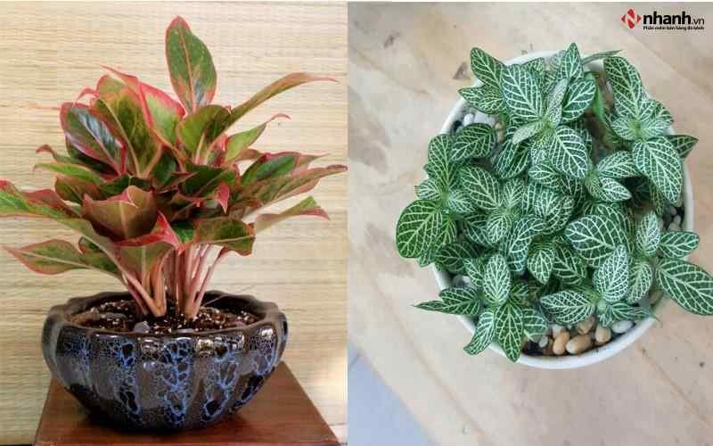 Cây Phú Quý và Cẩm Nhung trắng