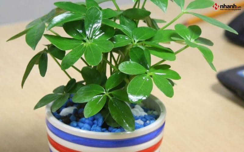 Cây phong thủy Ngũ Gia Bì