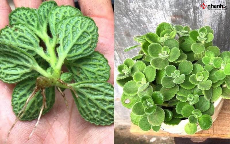 Cây Nhất Mạt Hương phù hợp với người tuổi Hợi