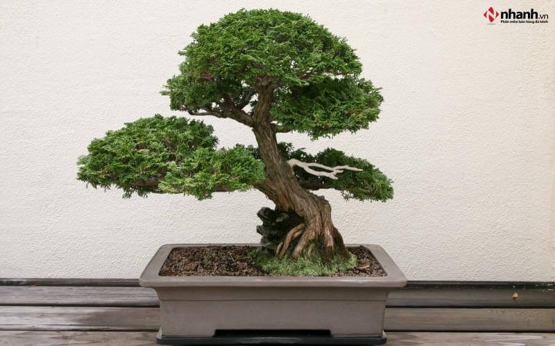 Cây Tùng Bồng Lai bonsai phù hợp người tuổi Thân