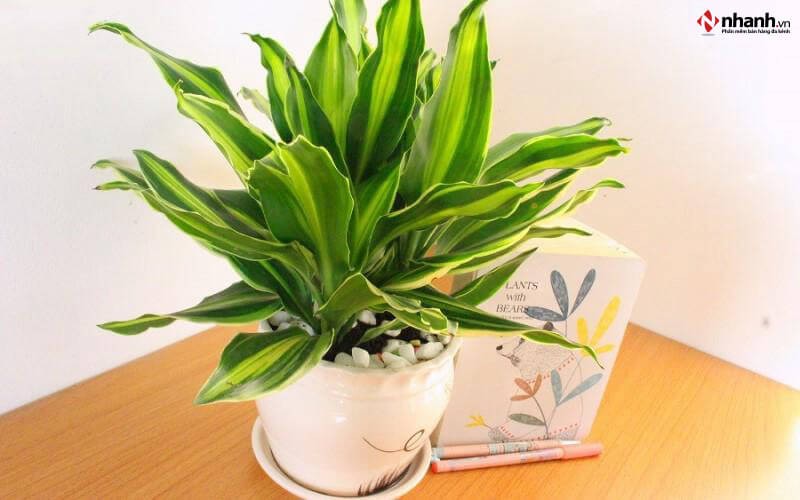 Cây phong thủy Phát Tài cho người tuổi Mão