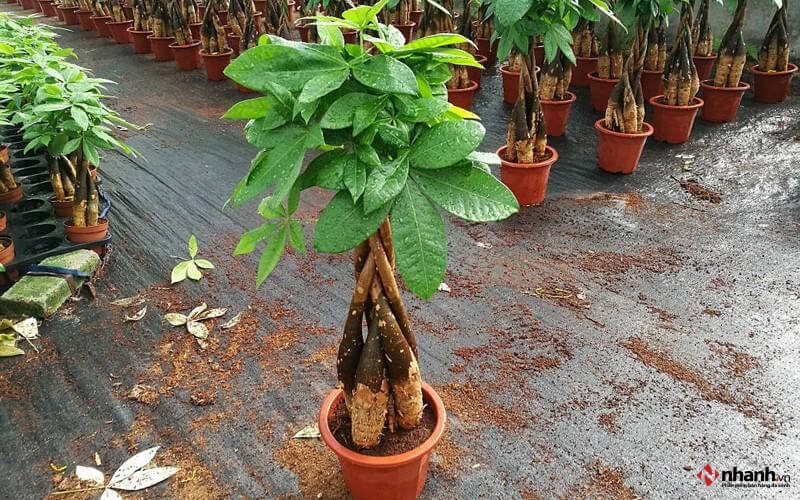 Cây phong thủy Kim Ngân phù hợp người tuổi Tuất