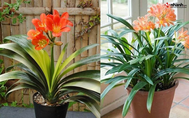 Cây Lan Quân Tử phù hợp người tuổi Mùi