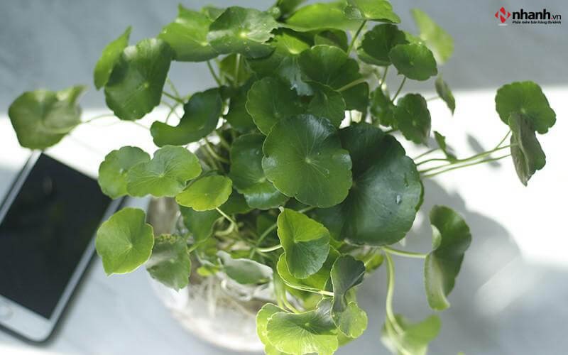 Cây phong thủy Cỏ Đồng Tiền phù hợp người tuổi Tỵ