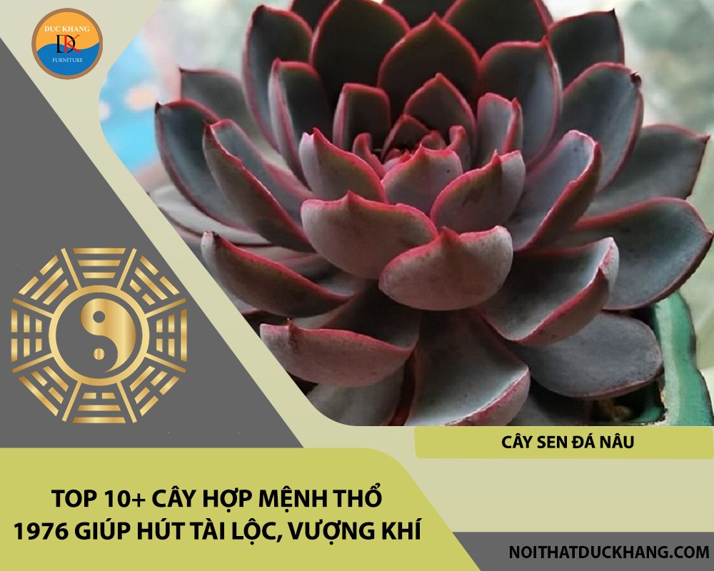 Cây sen đá nâu
