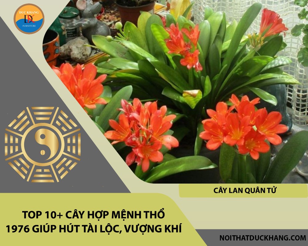 Cây lan quân tử