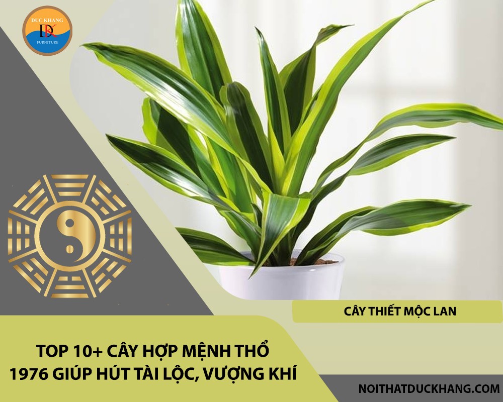 Cây thiết mộc lan