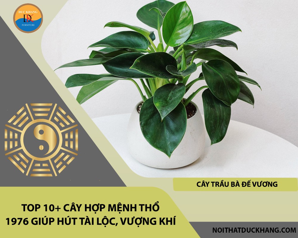 Cây trầu bà đế vương