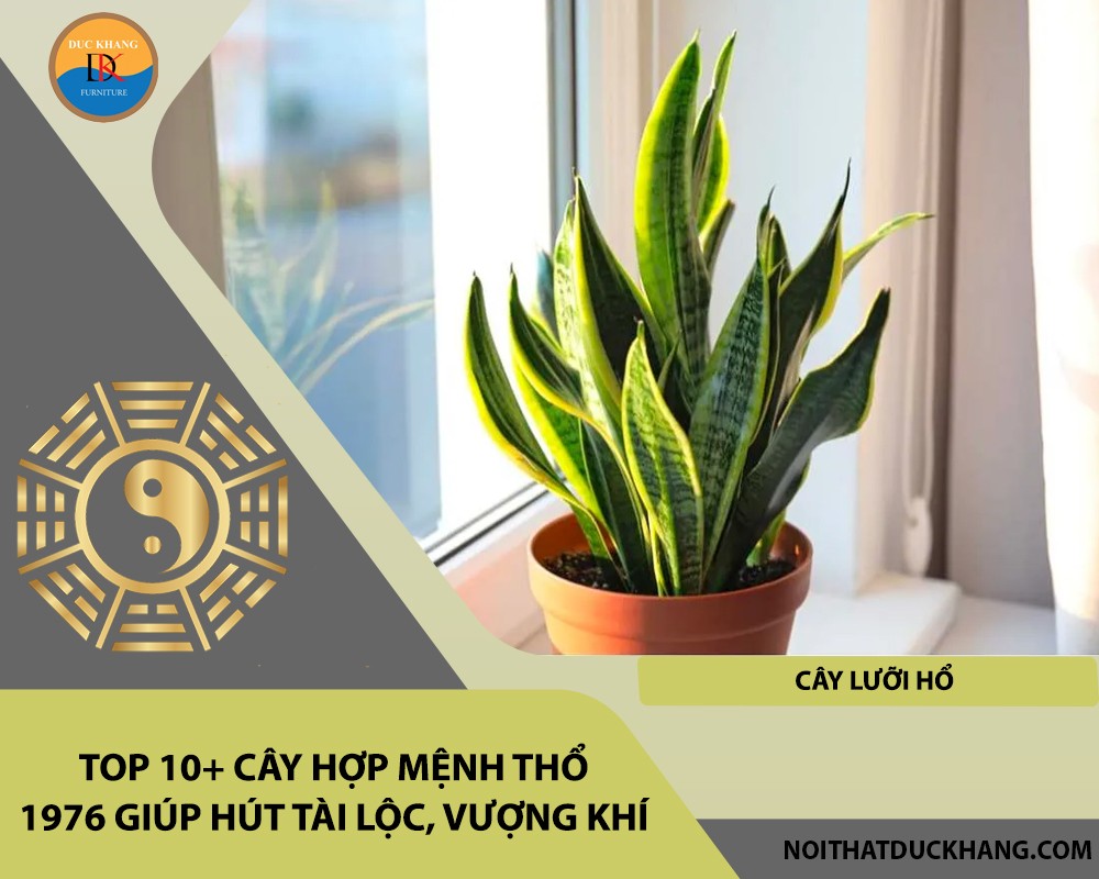 Cây lưỡi hổ viền vàng