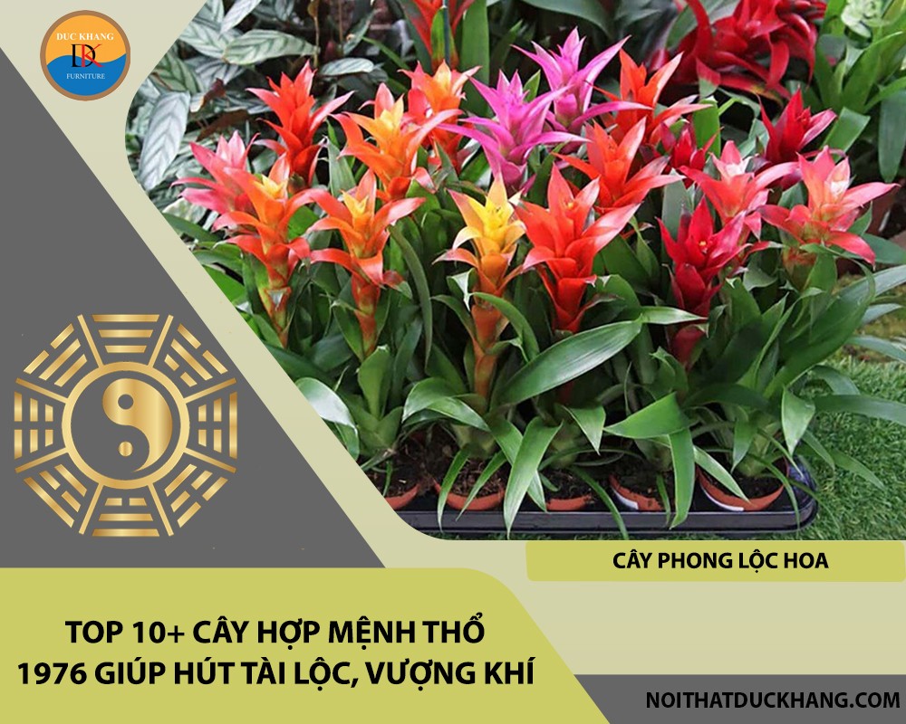 Cây phong lộc hoa