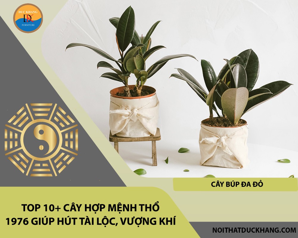 Cây đa búp đỏ