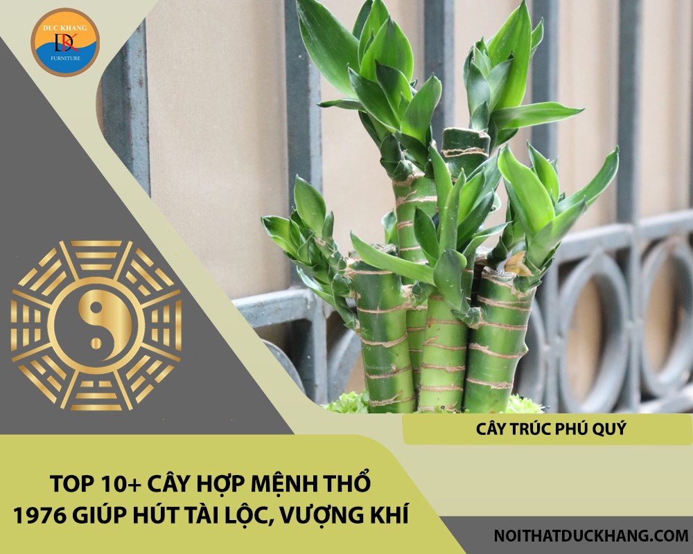 Cây trúc phú quý