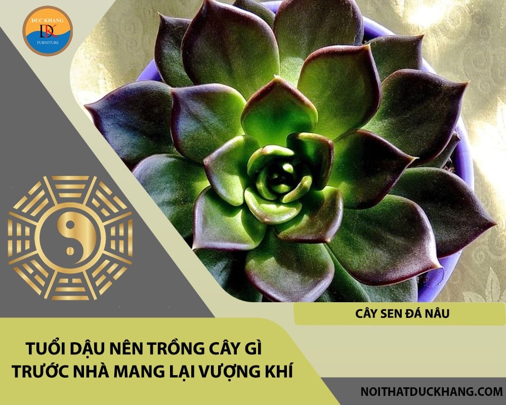 Tuổi Dậu nên trồng cây gì trước nhà mang lại vượng khí, tài lộc - Cây sen đá nâu