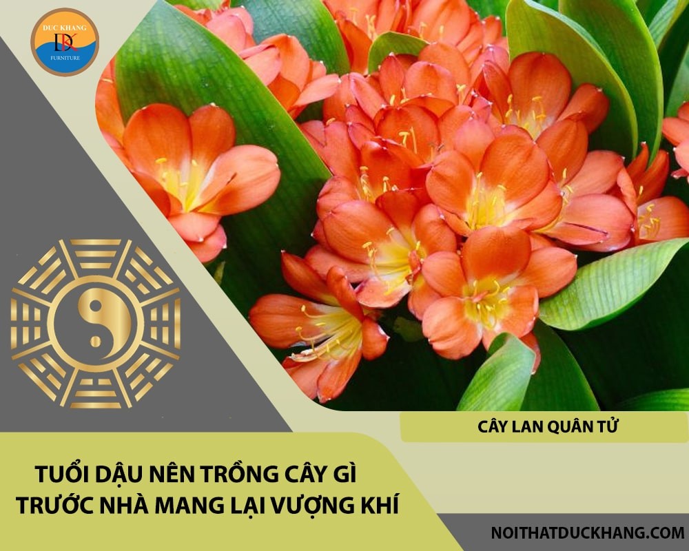 Tuổi Dậu nên trồng cây gì trước nhà mang lại vượng khí, tài lộc - Cây lan quân tử