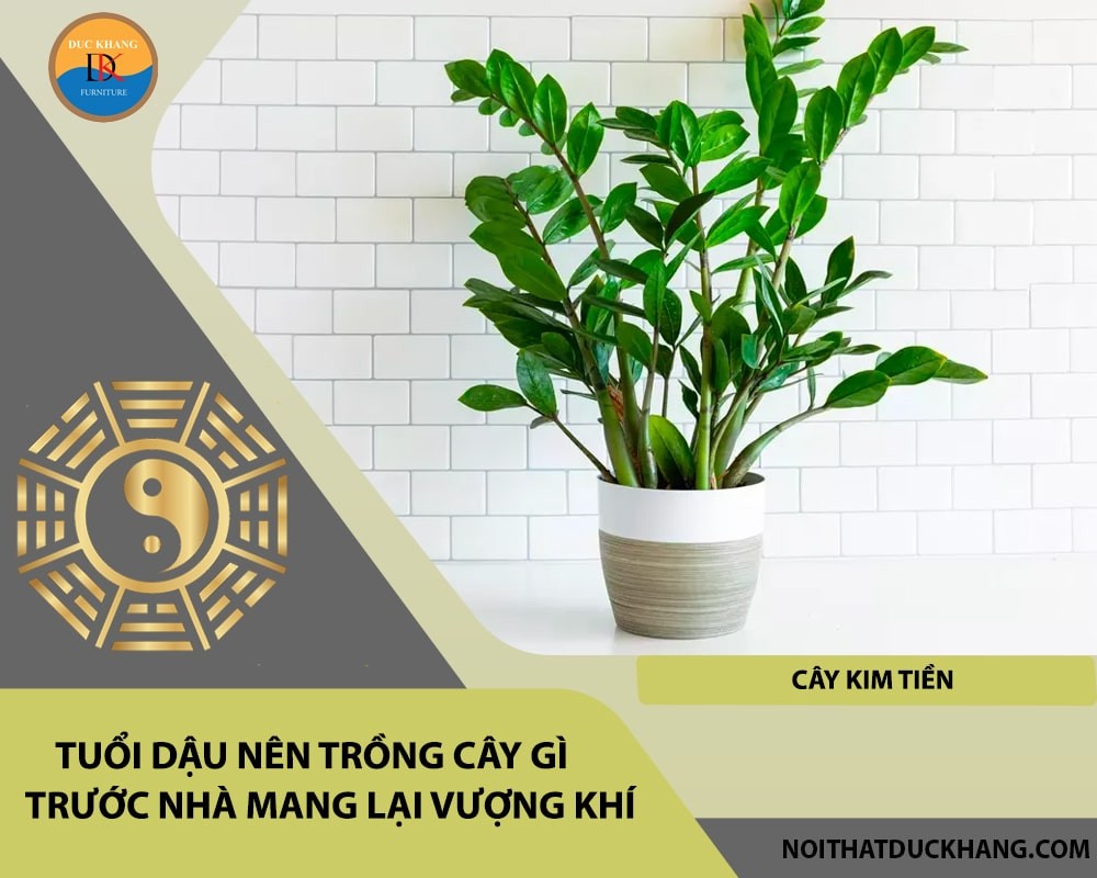 Tuổi Dậu nên trồng cây gì trước nhà mang lại vượng khí, tài lộc - Cây kim tiền