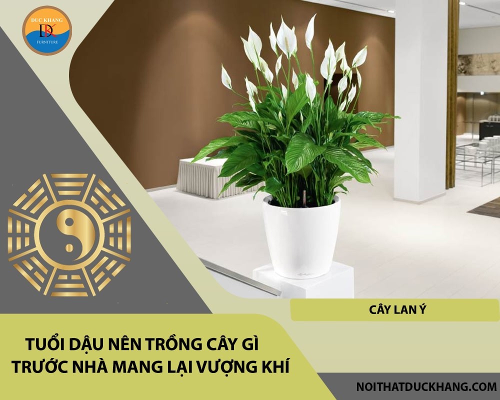 Tuổi Dậu nên trồng cây gì trước nhà mang lại vượng khí, tài lộc - Cây lan ý