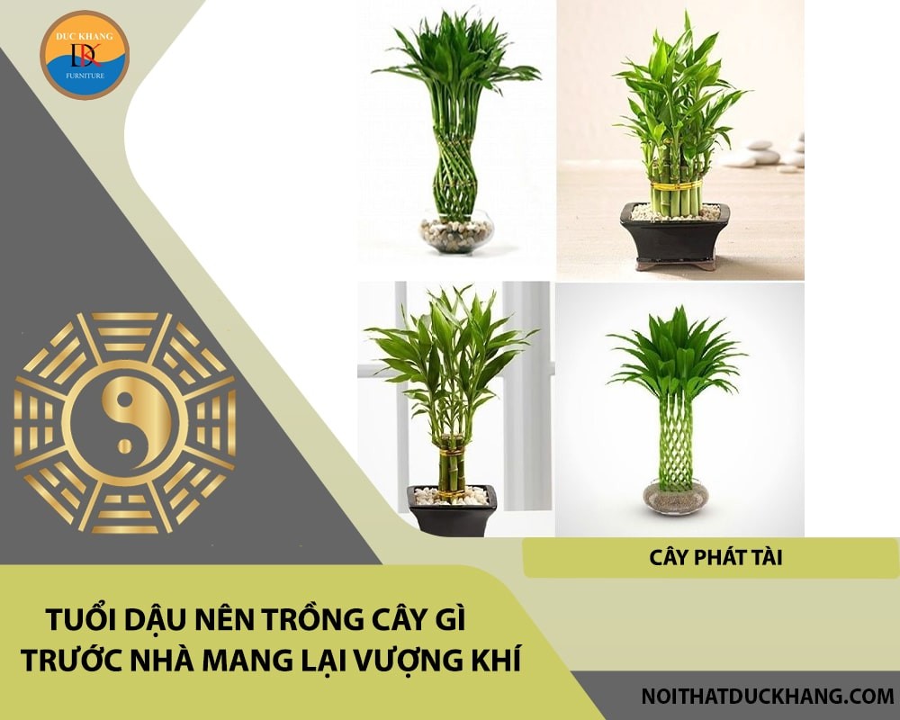 Tuổi Dậu nên trồng cây gì trước nhà mang lại vượng khí, tài lộc - Cây phát tài