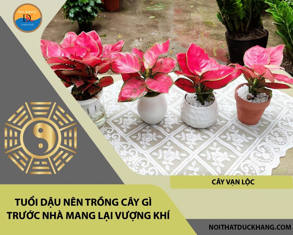 Tuổi Dậu nên trồng cây gì trước nhà mang lại vượng khí, tài lộc - Cây vạn lộc