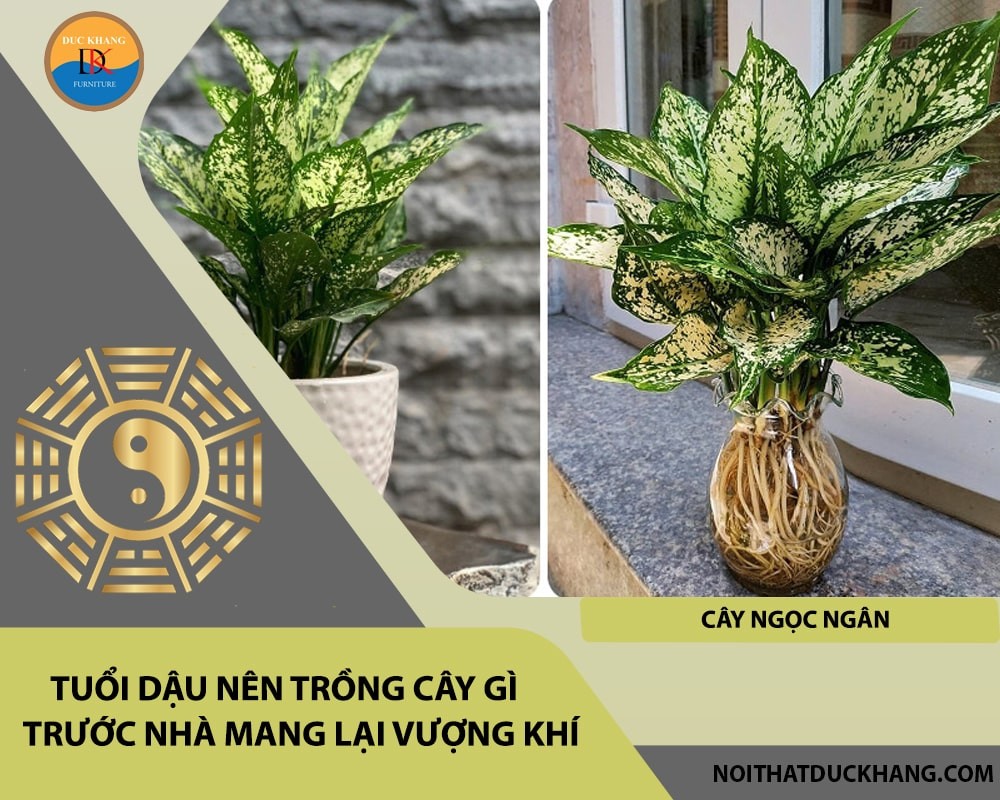 Tuổi Dậu nên trồng cây gì trước nhà mang lại vượng khí, tài lộc - Cây ngọc ngân