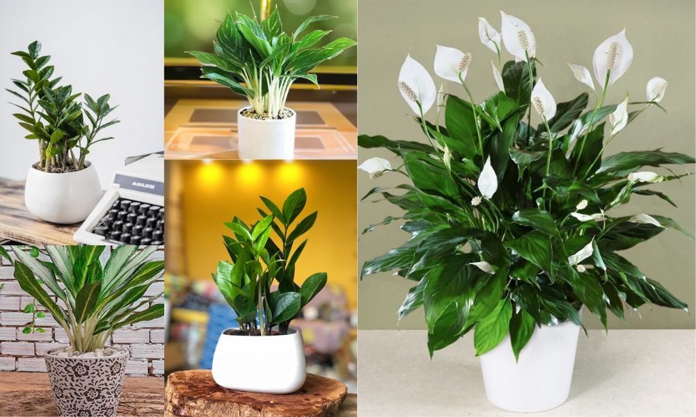 Cách chọn cây để bàn thích hợp