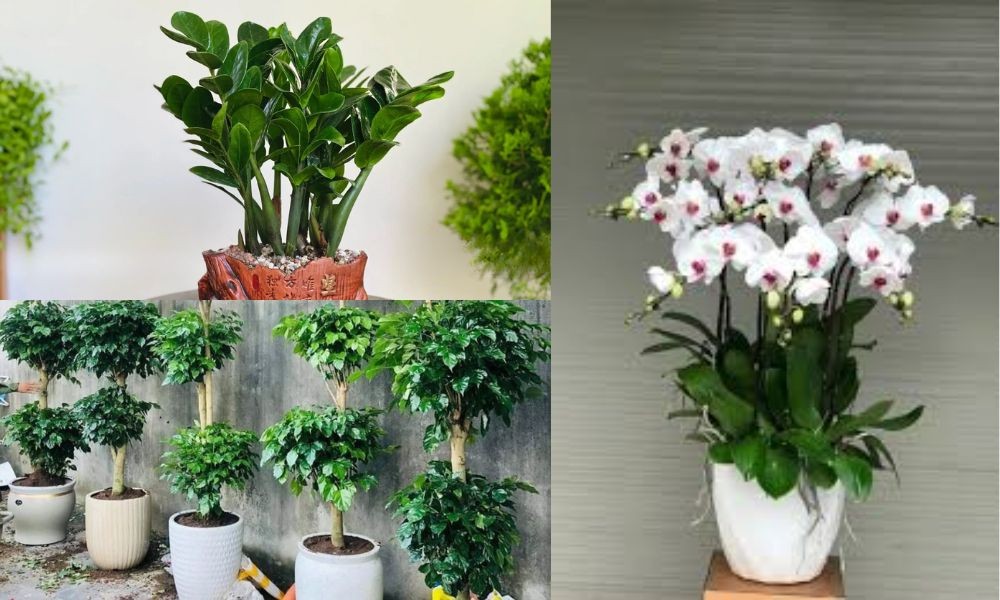 Các loại cây để bàn mang lại may mắn