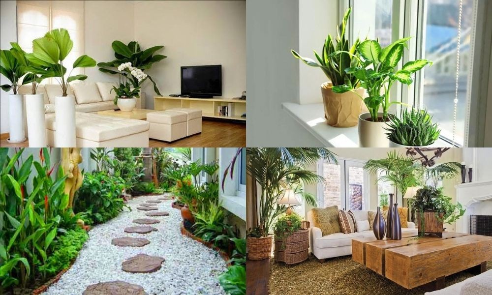 Cây phong thủy hợp tuổi giúp cân bằng năng lượng, điều hòa cảm xúc và mang đến vận khí tốt.