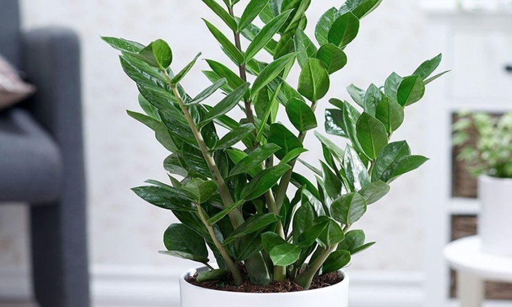 Cây Kim Tiền – Biểu tượng của thịnh vượng và phát đạt