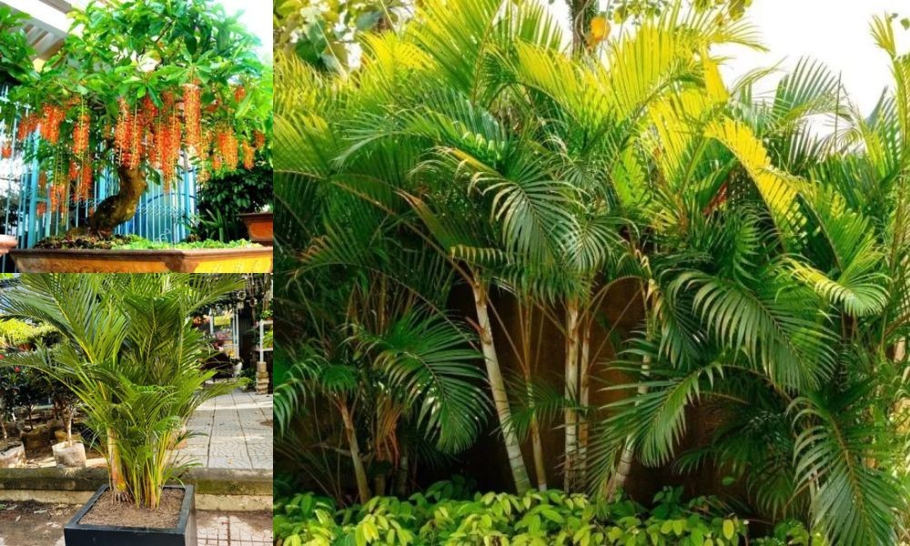 Ba loại cây phù hợp trồng trước nhà