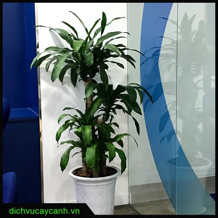 Người tuổi Tý nên trồng cây gì trước nhà - Cây Phát Tài