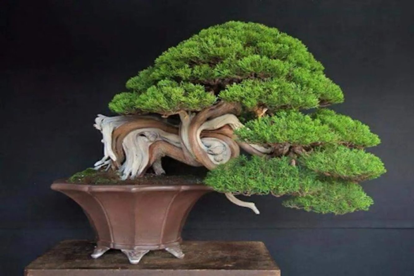 Cây Tùng Bồng Lai biểu trưng cho sự trường thọ