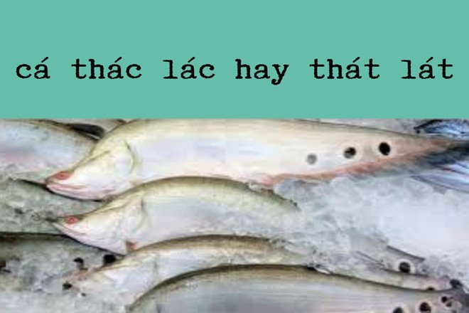 Cá thác lác hay cá thát lát.