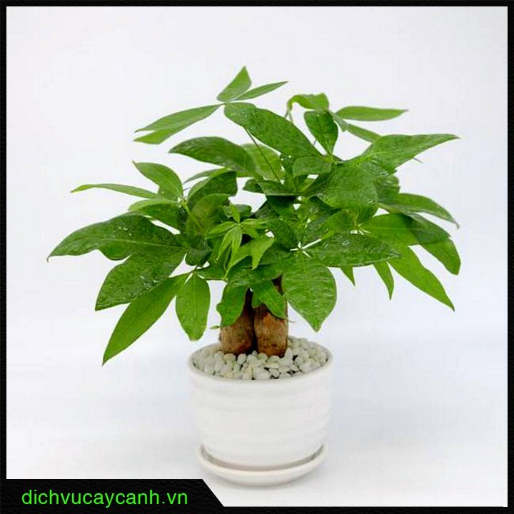 Người tuổi Tý nên trồng cây gì trước nhà - Cây Kim Ngân