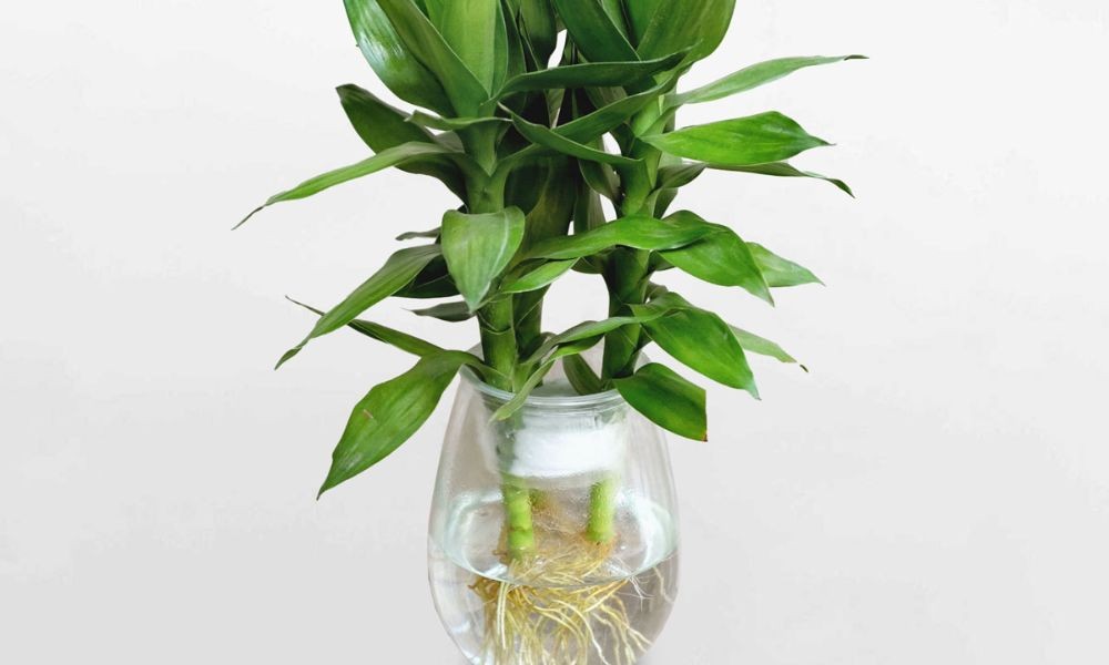 Người tuổi Tý nên trồng cây gì trong nhà - Cây Phát Lộc