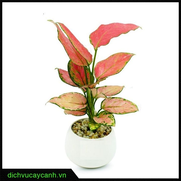 Người tuổi Tý nên trồng cây gì trong nhà - Cây Vạn Lộc