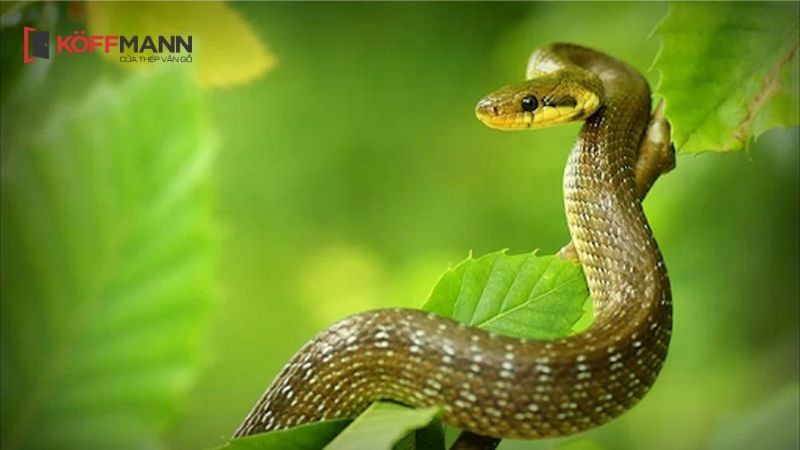 Đôi nét về người tuổi Tỵ
