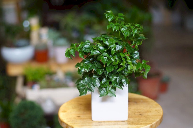 Gia chủ mệnh Thủy nên ưu tiên lựa chọn các loại cây phù hợp với đặc điểm bản mệnh
