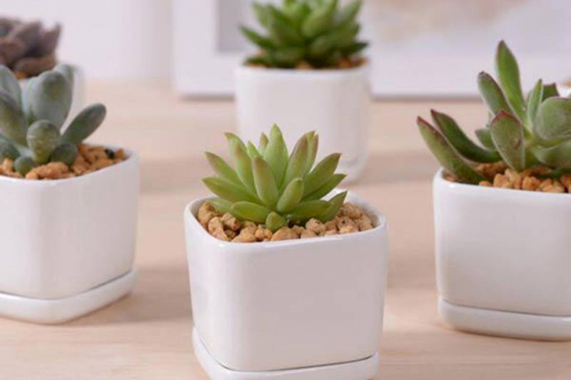 Gia chủ tuổi Dậu nên lựa chọn cây Sen đá để trồng trước nhà giúp thu hút tài lộc
