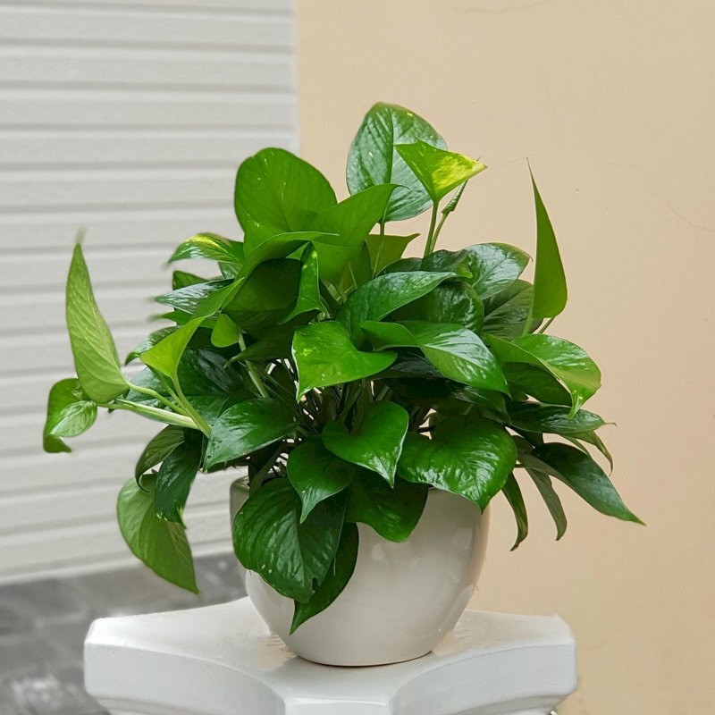 Gia chủ tuổi Ngọ nên ưu tiên trồng cây Trầu bà trước nhà để thu hút tài lộc và thịnh vượng