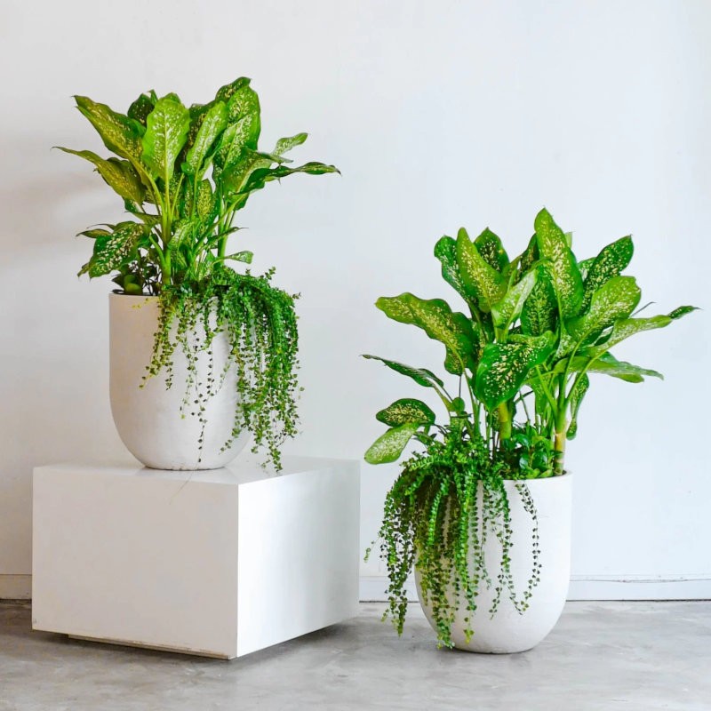Gia chủ tuổi Thìn nên lựa chọn cây Vạn niên thanh để trồng trước nhà nhằm thu hút tài lộc