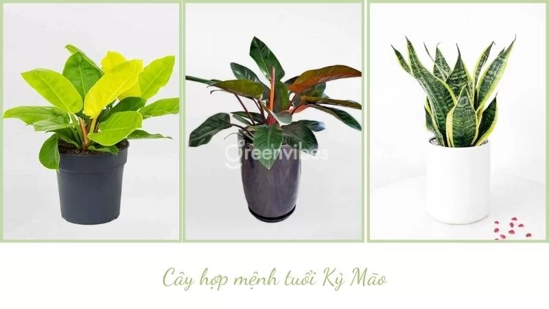 Tuổi ất mão nên trồng cây gì trước nhà - Greenvibes