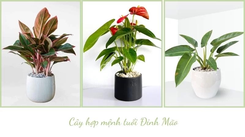 Tuổi đinh mão nên trồng cây gì trước nhà - Greenvibes