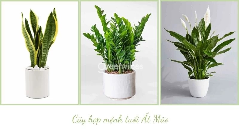 Tuổi mão 1987 nên trồng cây gì trước nhà - Greenvibes