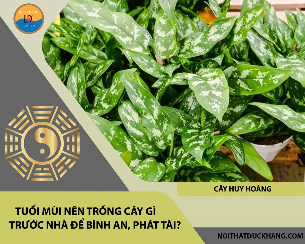 Cây huy hoàng với sắc vàng rực rỡ mang lại tài lộc.