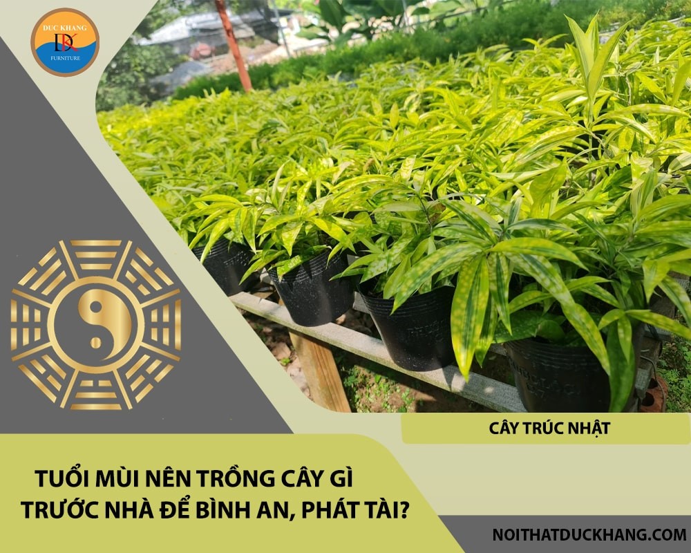 Cây trúc Nhật mang ý nghĩa may mắn và trường thọ cho gia chủ tuổi Mùi mệnh Kim.