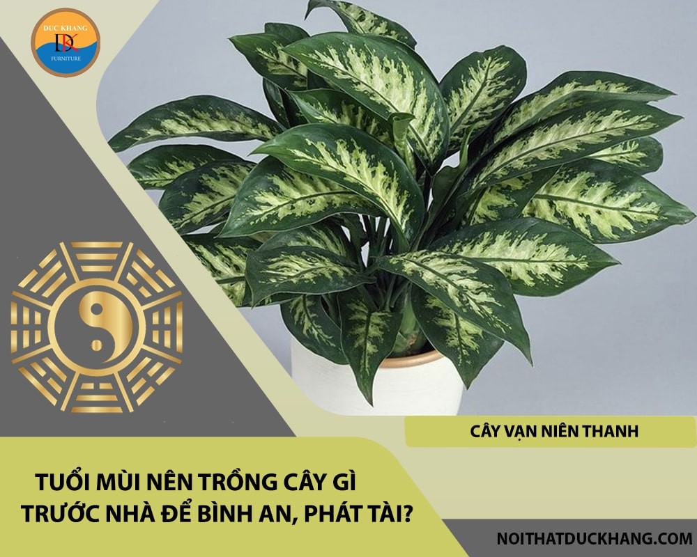 Cây vạn niên thanh tượng trưng cho sức sống và sự trường tồn.