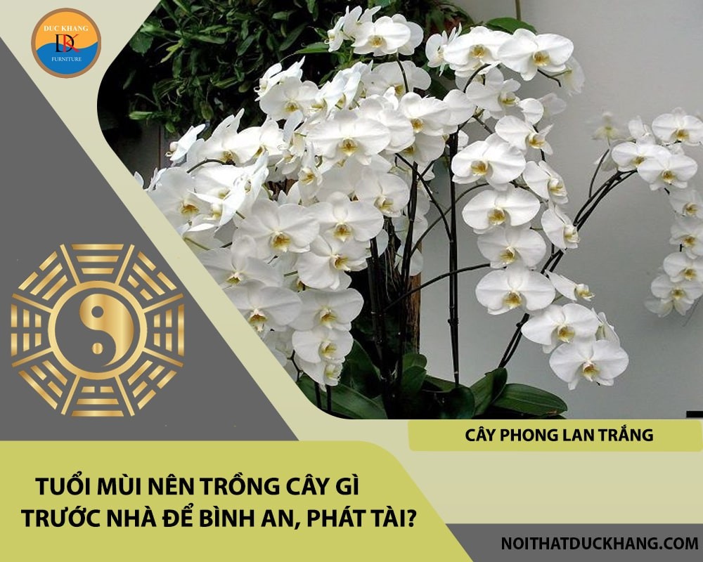 Cây phong lan trắng mang vẻ đẹp thanh tao, biểu tượng của may mắn.