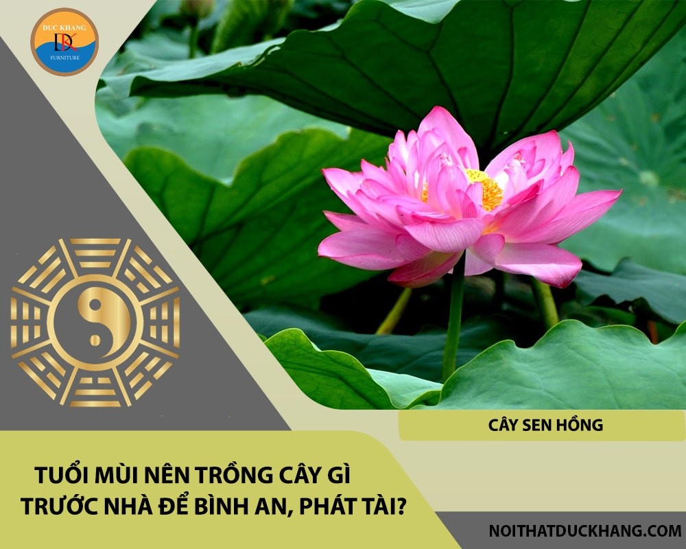 Cây sen hồng tượng trưng cho sự thuần khiết và mang lại bình an.